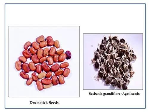 RK Seeds - Home Garden and Kitchen Garden Seeds of Vegetable Seeds - Drumstick Seeds, Moringa oleifera , Moringa seeds Sesbania grandiflora - Image 3