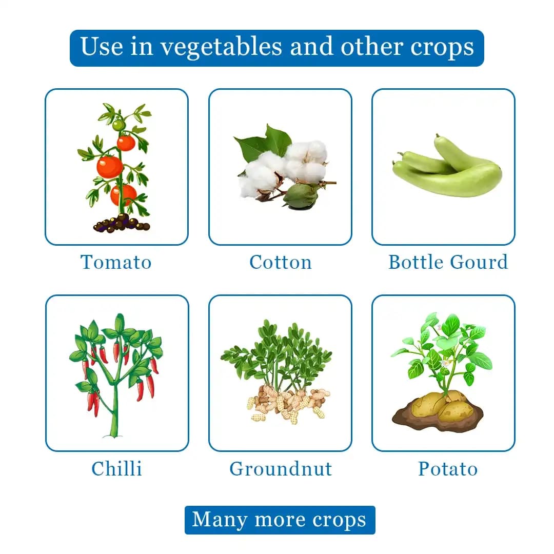 Agriventure Thi Silver (Thiamethoxam 25% Wg) Broad Spectrum Systemic Insecticide - Image 4