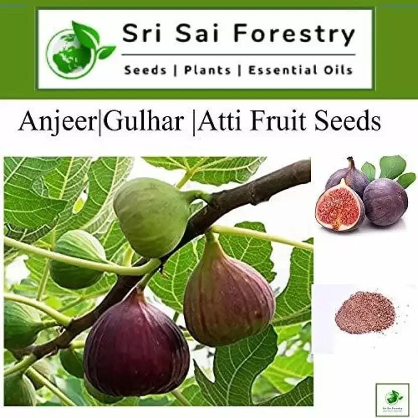 SRI SAI FORESTRY - Gular - Cluster Fig - Ficus Racemosa - Natural Tasty Athi Fruit Tree seeds - Image 7