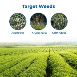 Glynob - Glyphosate 41% SL Systemic Herbicide, Effectively Controls Weeds In Tea and Non Crop Areas 3