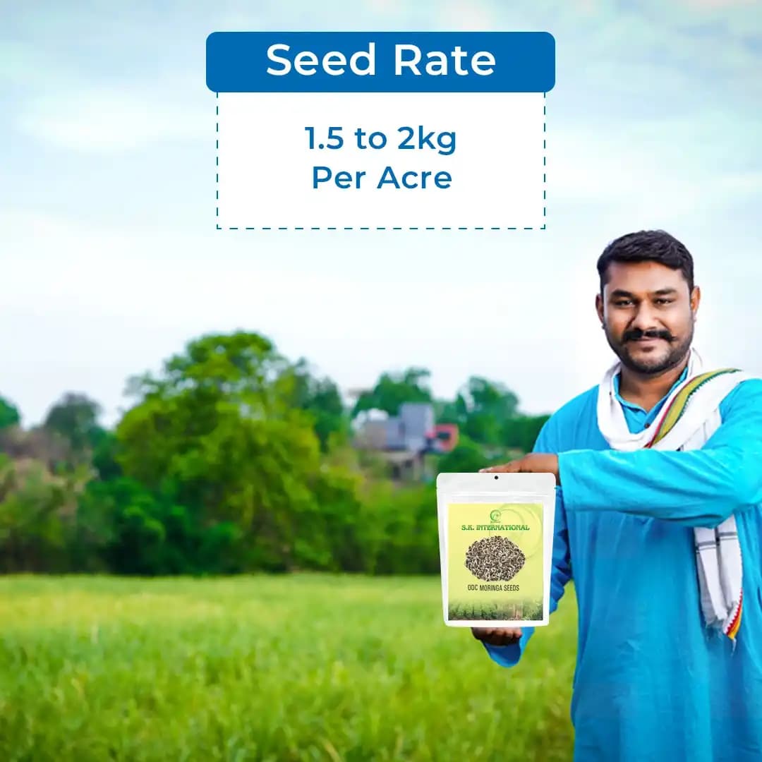 ODC Drumstick Seeds - Moringa Seeds - Image 5