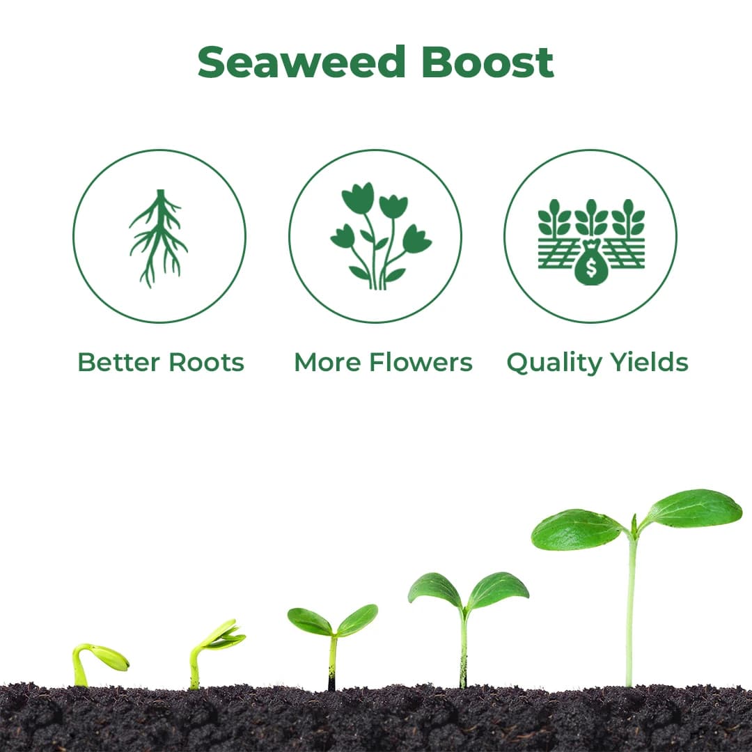 Premium Seaweed Extract Liquid for Plants Vegetables Flowers Fruits Promotes Plant Growth, Flowering, Fruiting - Keeps Plant Healthy and Greenish - Image 3