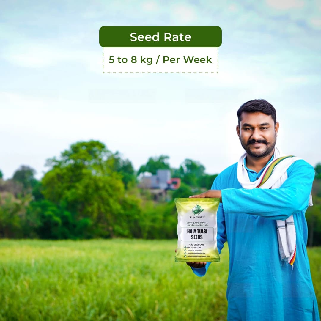 SRI SAI FORESTRY- Natural Tulsi Seed or Holy Basil Seeds, Indian Tulsi Plant Seeds, Flower Seeds - Image 5