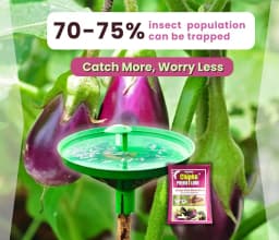 Chipku Pheromone Water Trap With Leucinodes Orbonalis Lure To Catch Brinjal Fruit Shoot Borer Insect, Moth. Useful in Brinjal & Egg Plant 5
