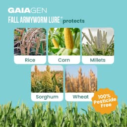 Gaiagen Fall Army Worm Pheromone Lure For Spodoptera Frugiperda And Insect Funnel Trap, IMO Certified 3