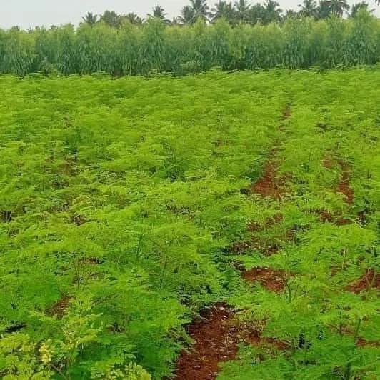 SRI SAI FORESTRY Natural Drumstick Seeds, Moringa Tree Seeds, Miracle Tree Seeds, Horseradish Tree Seed - Image 9