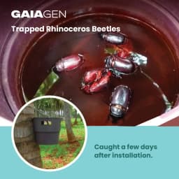 Gaiagen RB Lure Combo , Pheromone Lure For Rhinoceros Beetle Outdoor Plants (Oryctes Rhinoceros) and Insect Bucket Trap, IMO Certified. 7