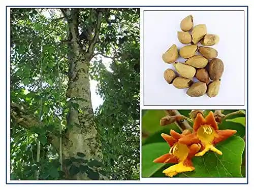 RK Seeds - Gmelina arborea seeds, Gamhar seed, White Teak, Gmelina, goomar teak seeds, Kashmir tree, Malay beechwood seeds, white teak seeds, Yamane, - Image 5