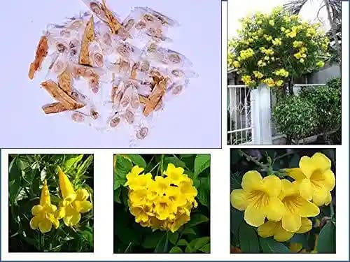 RK Seeds - Acacia Nilotica 100 g + Bamboo Seeds 50 g + Dendrocalamus Strictus 50 g + Tecoma Stans 100 g + Gliricidia Sepium 100 g (Pack of 5) - Image 1