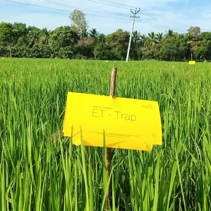Barrix Trapper ET Trap, Yellow Stem Borer Pheromone Trap & Lure, Effective For Paddy Crop, Long-Lasting Pest Control Solution - Image 2