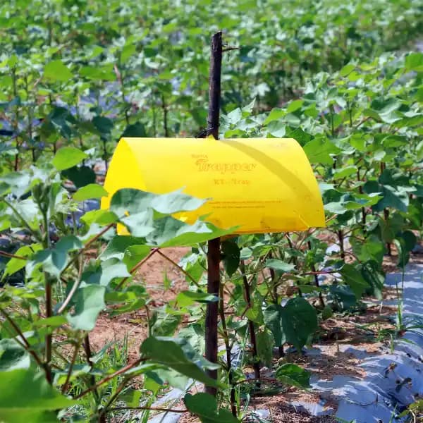 Barrix Trapper Pink Bollworm Pheromone Trap & Lure, Sustainable, Eco-Friendly Control Pest For Cotton And Okra - Image 2