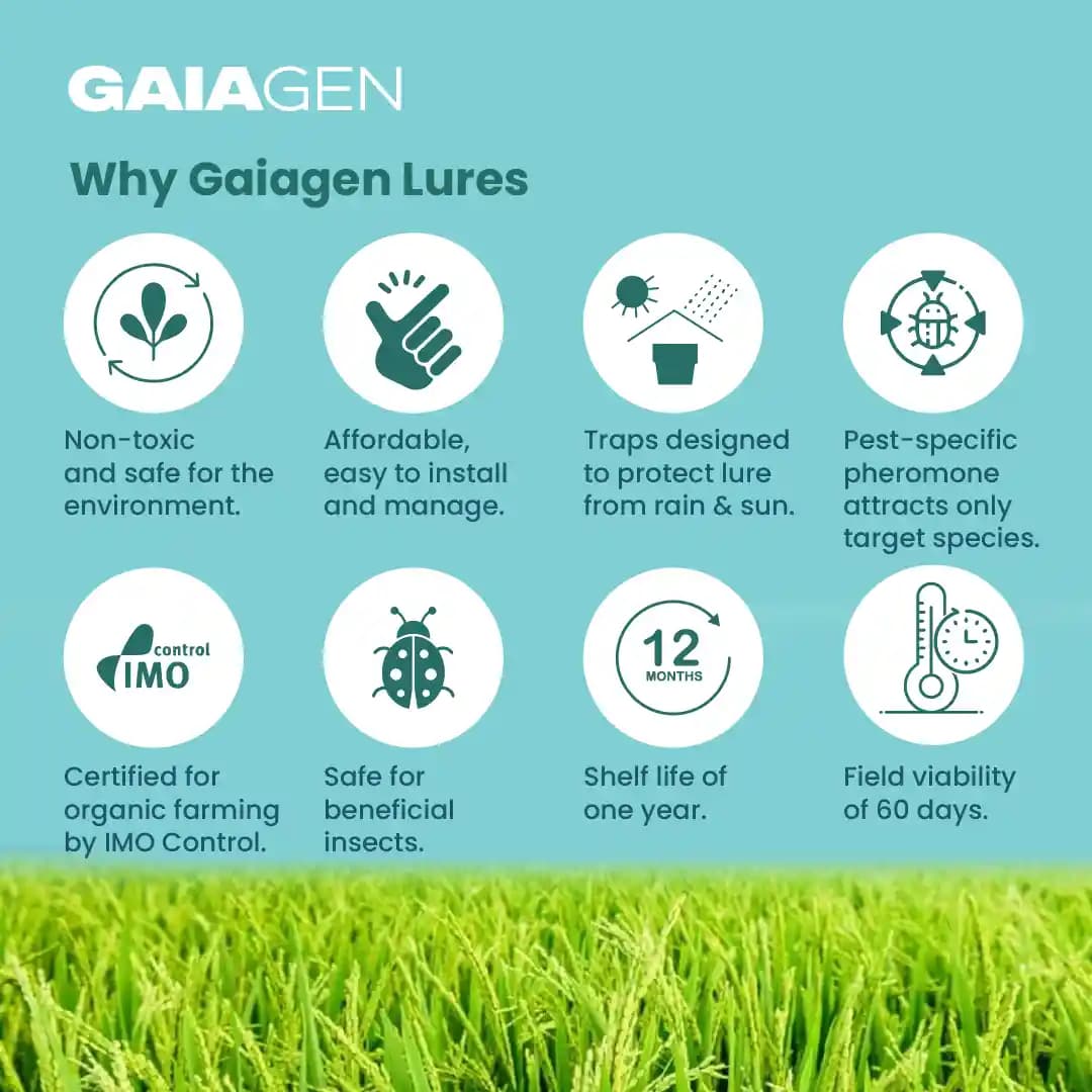 Gaiagen Scirpo Lure for Yellow Rice Stem Borer (Scirpophaga Incertulas) Pheromones Lure And Funnel Insect Traps - Image 7