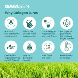 Gaiagen Scirpo Lure for Yellow Rice Stem Borer (Scirpophaga Incertulas) Pheromones Lure And Funnel Insect Traps 7