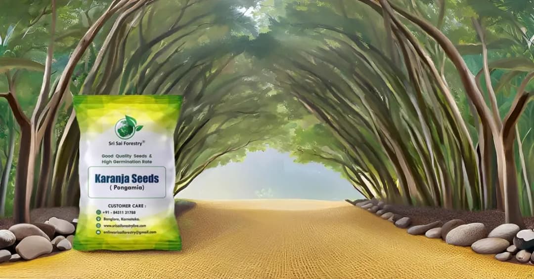SRI SAI FORESTRY Karanja (Millettia Pinnata) Indian Beach Tree, Pongamia Pinnata, Pongame oil tree, Liquid Fuel Tree Seeds - Image 9