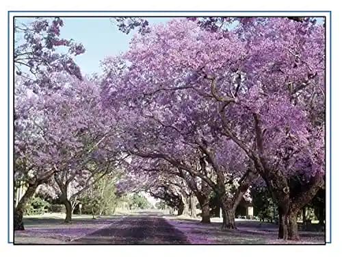 RK Seeds - Jacaranda, Blue Jacaranda Tree Seeds, Jacaranda Mimosifolia Seeds, Black Poui, The Fern Tree Seeds Ornamental Flowering Tree Seeds planting - Image 4