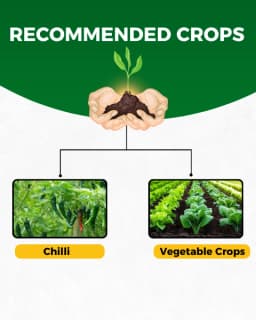 Katyayani Sarvashakti Organic Pesticide, Ultimate Control For Sucking Pests 4