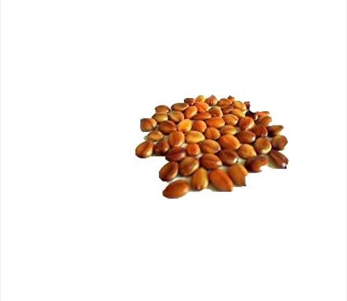 Cassia Fistula Seeds Golden Shower Tree (Sarakkontrai Seeds) Tree Seed - Image 1