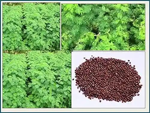 RK Seeds Hedge Lucerne Seeds - Fodder grass seeds , Velimasal Seeds , Grass seeds (Desmanthus virgatus seeds) Grass seeds for cattle, Fodder seeds, - Image 3