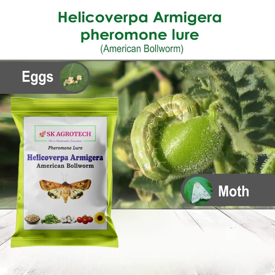 SK Agrotech Helicoverpa armigera (American Bollworm) Pheromone Trap With Lure - Effective Solution For Controlling Green Leaf-Eating Caterpillars - Image 3