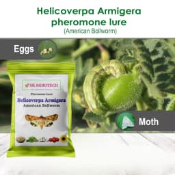SK Agrotech Helicoverpa armigera (American Bollworm) Pheromone Trap With Lure - Effective Solution For Controlling Green Leaf-Eating Caterpillars 3