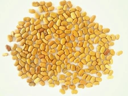 Pioneer White Agathi Tree Seed - White Flower (Sesbania Grandifora) Natural Seeds