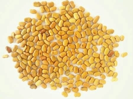 Pioneer White Agathi Tree Seed - White Flower (Sesbania Grandifora) Natural Seeds