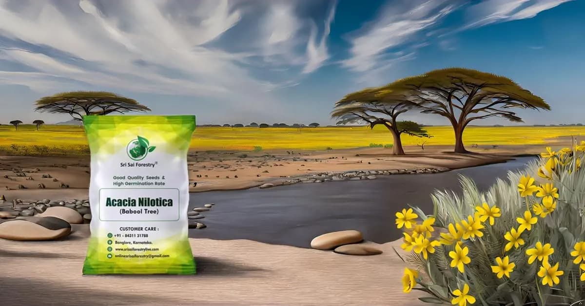 SRI SAI FORESTRY - Arabic Gum (Acacia Nilotica) Babool Tree seeds - Live Fencing Tree Seeds - Image 11