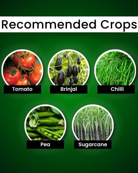 Katyayani Meta Power Metarhizium Anisopliae, Liquid Bio Insecticide, Effective Against a Broad Spectrum of Insects - Image 4