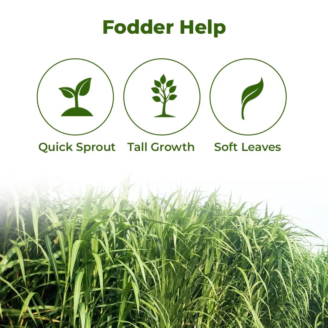 Sri Sai Forestry Bajra Napier Hybrid Grass Seeds, Multi Cut Grass Seed and Animal Fodder - Image 3