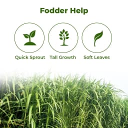 Sri Sai Forestry Bajra Napier Hybrid Grass Seeds, Multi Cut Grass Seed and Animal Fodder 3