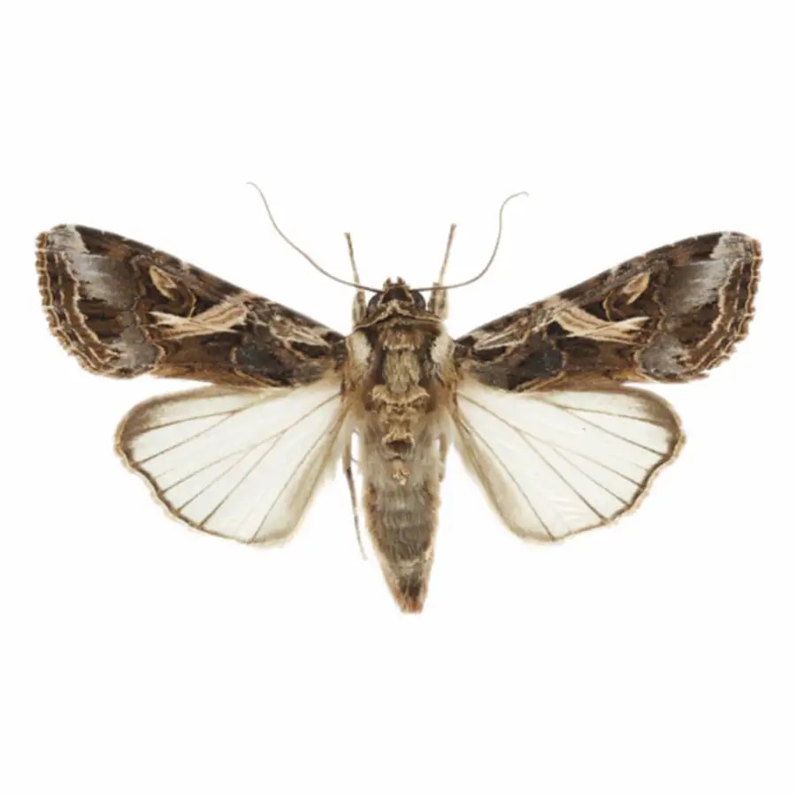 Funnel Trap with Spodo O Lure (Spodoptera Litura Pheromone) For Tobacco, Cotton, Red gram, Tomato and Chilli.