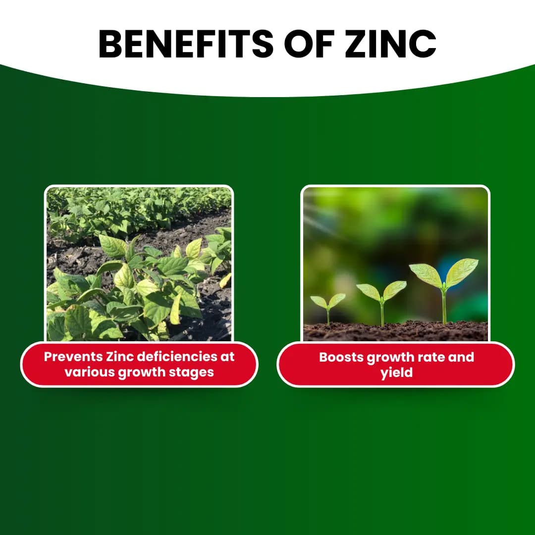 Katyayani Zinc - Chelated Micronutrient Fertilizer - Image 3