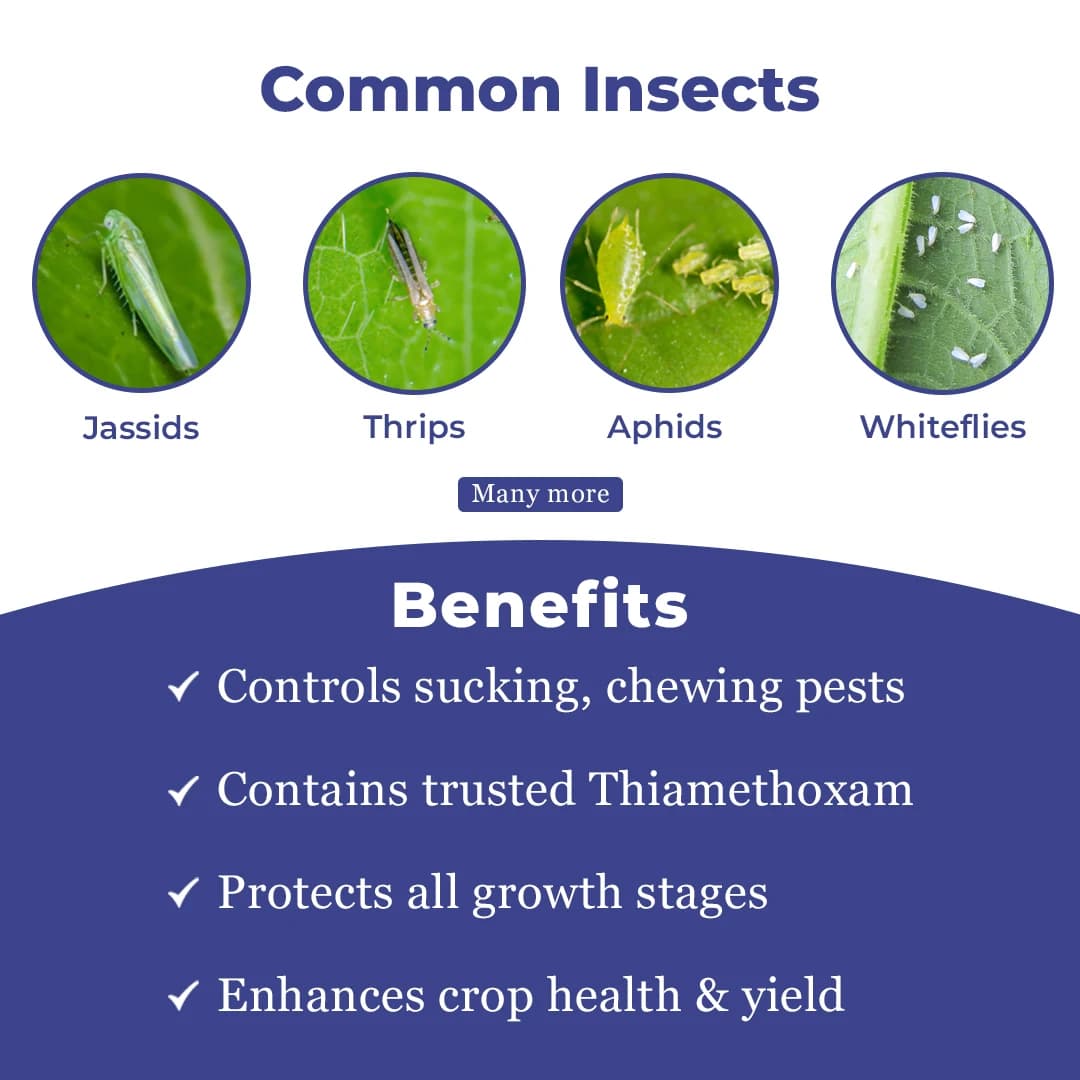Thaiorin - Thiamethoxam 25% WG Insecticide, Useful For Rice, Cotton, Tomato, Brinjal, Potato, Best Use Against Brown Plant Hopper, Green Leaf, Thrips - Image 3