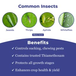 Thaiorin - Thiamethoxam 25% WG Insecticide, Useful For Rice, Cotton, Tomato, Brinjal, Potato, Best Use Against Brown Plant Hopper, Green Leaf, Thrips 3