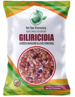 Sri Sai Forestry Gliricidia Sepium Tree Seeds for Fodder, Manure & Live Fencing 4