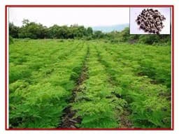 RK Seeds - Home Garden and Kitchen Garden Seeds of Vegetable Seeds - Drumstick Seeds, Moringa oleifera , Moringa seeds Sesbania grandiflora 4