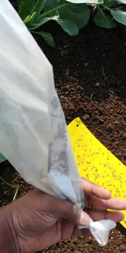 Pheromone Trap With Plutella Xylostella Trap and Lure Set (10 Pack), For Control of Plutella Xylostella, Diamond Back Moth 3