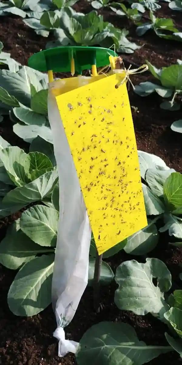 Pheromone Trap With Plutella Xylostella Trap and Lure Set (10 Pack), For Control of Plutella Xylostella, Diamond Back Moth - Image 4