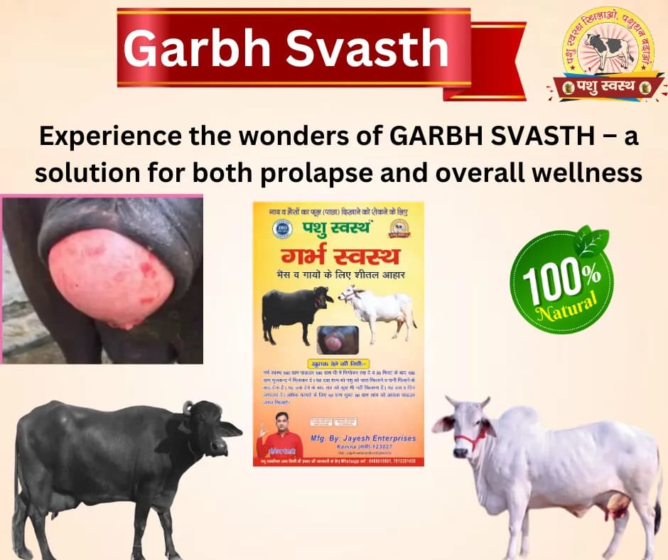 PASHU SVASTH GARBH SVASTH, Herbal Cattle Prolapse And Uterine Health Solution - Image 6