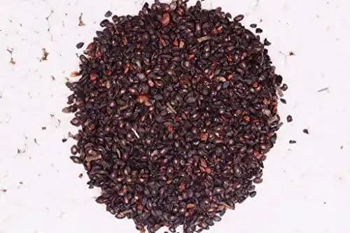 RK Seeds Eucalyptus citriodora,Lemon-scented gum Seeds , Lemon , Scented Gum Seeds,Corymbia citriodora,Lemon-Scented Gum,Lemon Scented Eucalyptus seed - Image 3