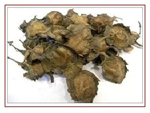 SRI SAI FORESTRY Red Sandal Seeds (Pterocarpus Santalinus , Lal Chandan or Raktachandan) - Image 8