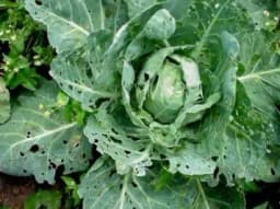 Delta Pheromone Trap with DBM Pheromone Lure for controlling Diamondback Moth (Plutella xylostella) 6