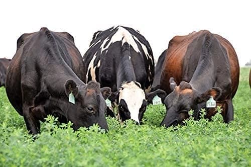 SRI SAI FORESTRY - Alfa Alfa Grass Seeds - Lucerne (Fodder, Soil Erosion Control) - Image 9