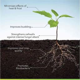 Humate India Organic Advanced Seaweed Extract Minerals, Organic Fertilizer, 100% Natural 4