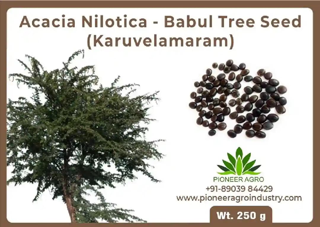 Acacia Nilotica Seeds (Karuvelam Tree) Seeds, Deep Blackish Brown Color.