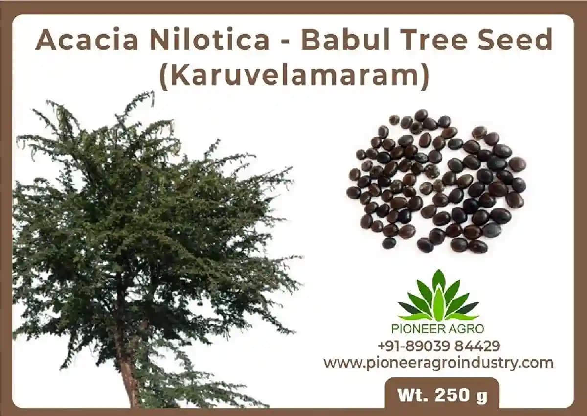 Acacia Nilotica Seeds (Karuvelam Tree) Seeds, Deep Blackish Brown Color. - Image 1