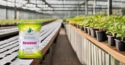 SRI SAI FORESTRY - Shisham Tree Seeds (North Indian Rosewood ) , Hard Tiber Seeds 10