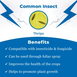 Remidok Insecticide - Fipronil 18.87% SC 3