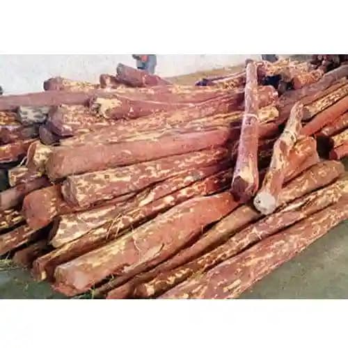 Sri Sai Forestry Red Sandalwood Tree Seeds, Lal Chandan Plant Seed, Santalum Album - Image 3