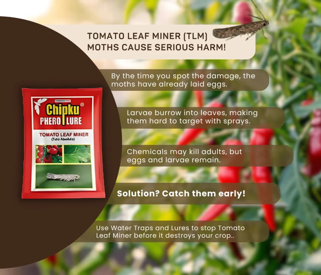 Chipku Pheromone Water Trap With Tuta Absoluta Lure To Catch Insect Tomato Leaf Miner (TLM) of Tomato, Potato, Egg Plant etc. - Image 9